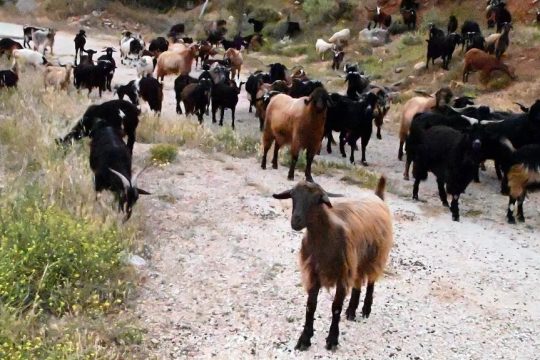 Katsikia_1020